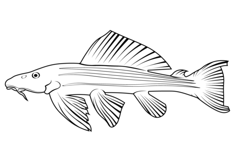 Amazon Sailfin Catfish (Pterygoplichthys Pardalis) Coloring Page